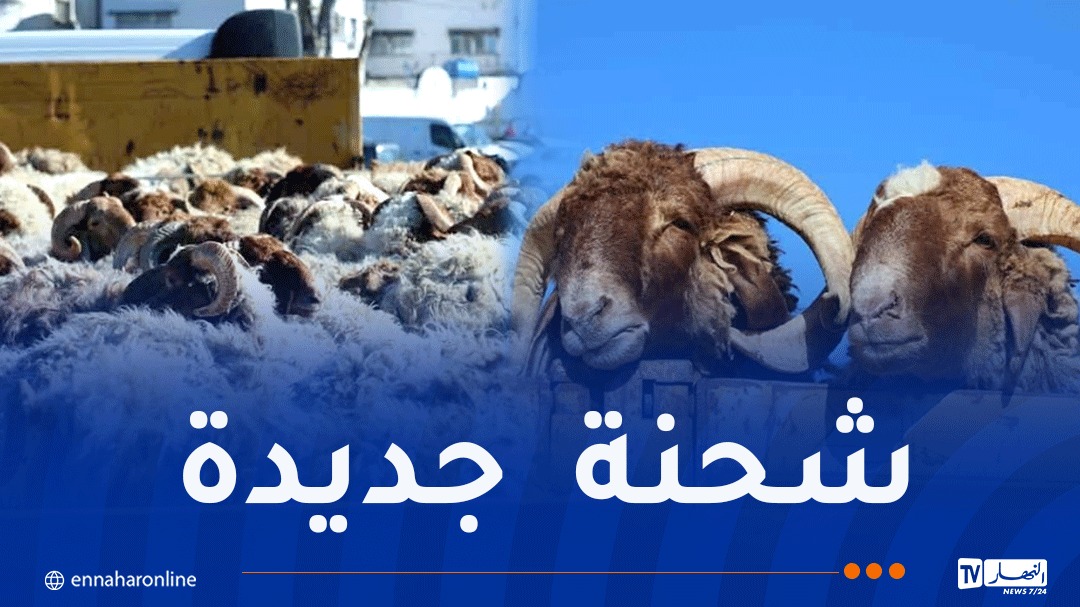 كباش-1.jpg