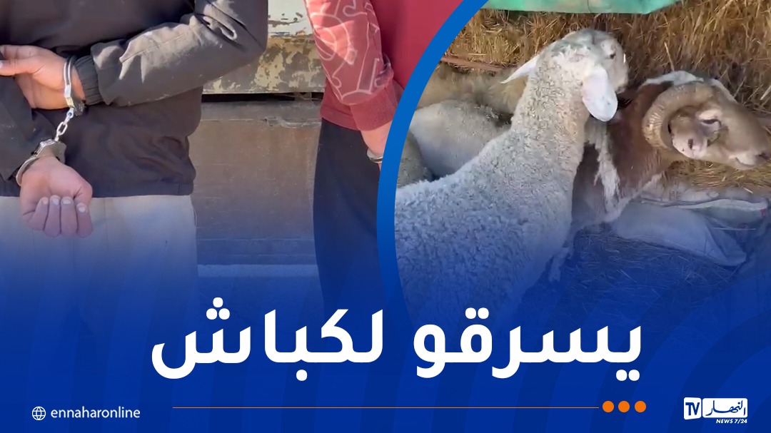 مواشي.jpg