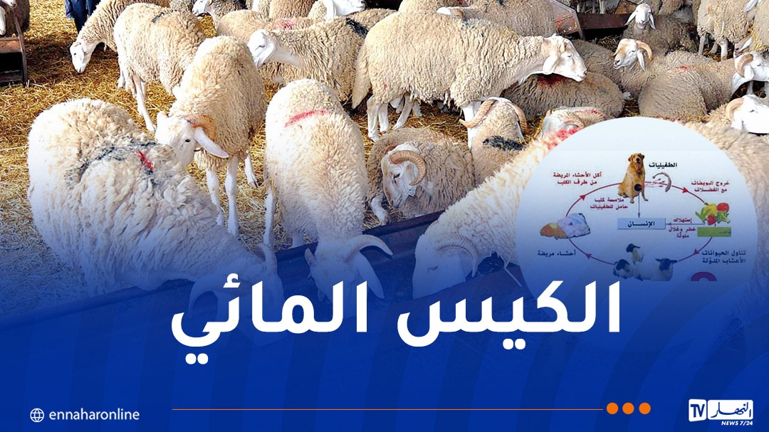 كباش.jpg